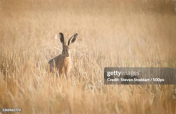 whos there,portrait of deer standing on grassy field - lepus europaeus stock pictures, royalty-free photos & images