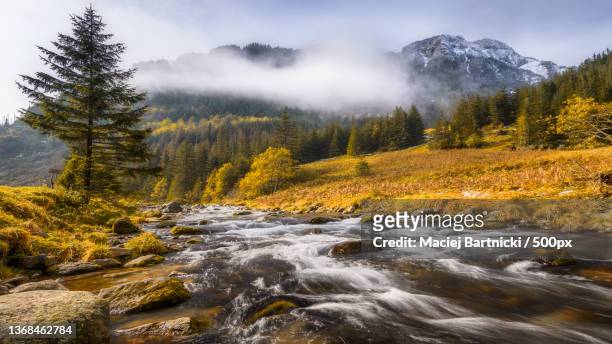 the fall,scenic view of stream flowing through rocks in forest - tatra mountains stock pictures, royalty-free photos & images