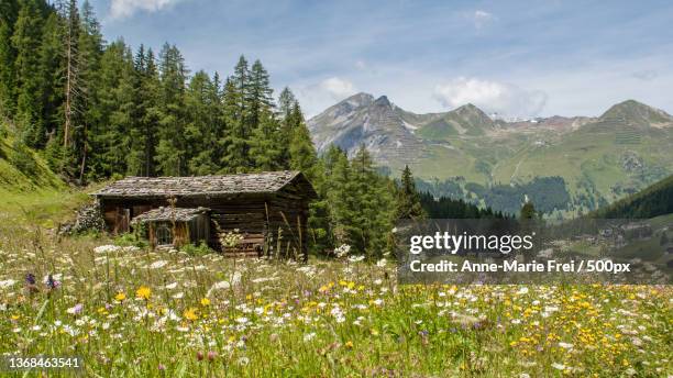 scenic view of flowering plants and mountains against sky,davos,switzerland - davos stock-fotos und bilder
