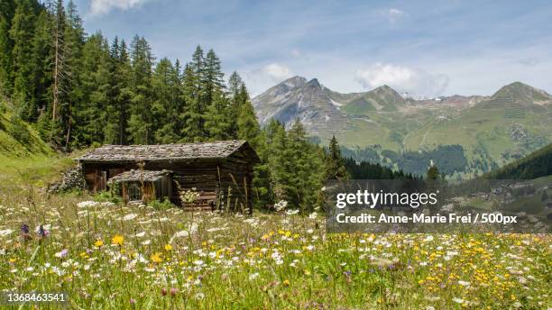 scenic view of flowering plants and mountains against sky,davos,switzerland - anne marie green stock-fotos und bilder