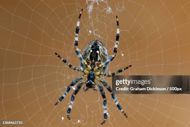 spinning around,close-up of spider on web,swindon,united kingdom,uk - arachnid stockfoto's en -beelden