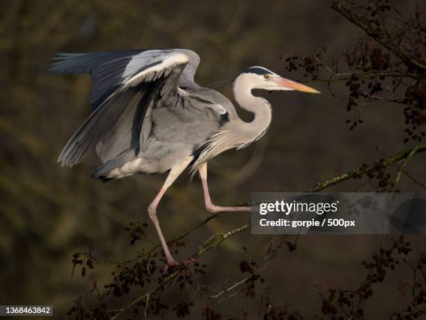grey heron balancing,high angle view of gray heron perching on branch,lelystad,flevoland,netherlands - gray heron stock pictures, royalty-free photos & images