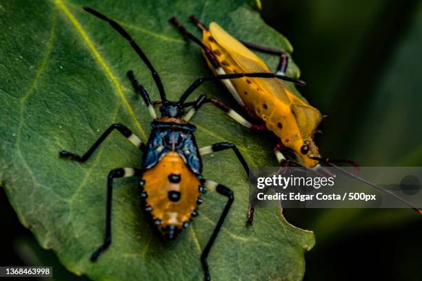 Chini Insect 9,472 China Insect Stock Photos, High-Res Pictures, and Images - Getty ...