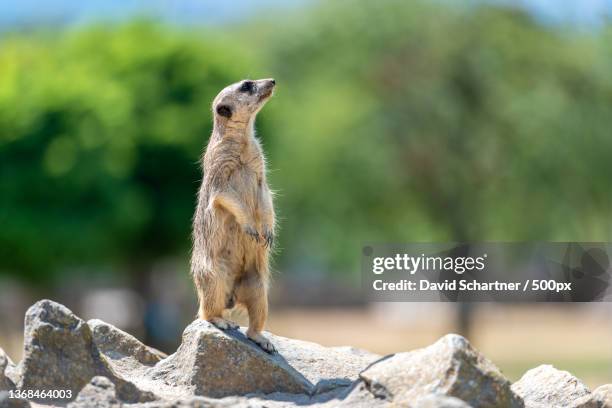 meerkat,close-up of meerkat looking away on rock,neuwied,germany - meerkat stock pictures, royalty-free photos & images