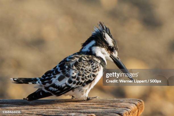 graufischer,grey fisherman,close-up of kingfisher perching on wood,east shewa,oromia,ethiopia - pied kingfisher ceryle rudis stock pictures, royalty-free photos & images