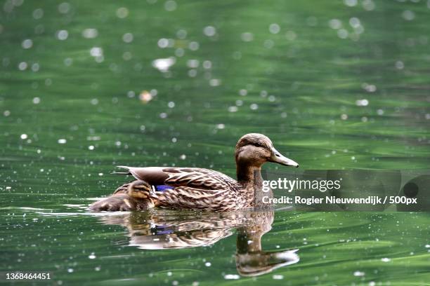 mother with little duckling,female mallard duck swimming - nieuwendijk stock pictures, royalty-free photos & images