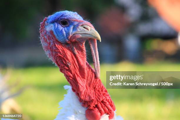 close-up of rooster,germany - turkey feathers 個照片及圖片檔