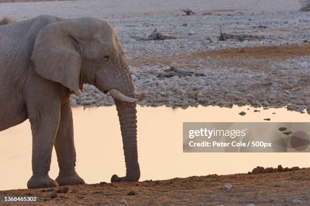 elephant at etosha waterhole,namibia,side view of african desert elephant standing at beach,oshana region - desert elephant stock pictures, royalty-free photos & images