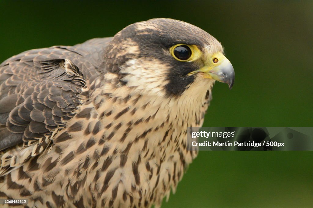 Peregrine Falcon,Close-up of eagle,Northumberland,United Kingdom,UK