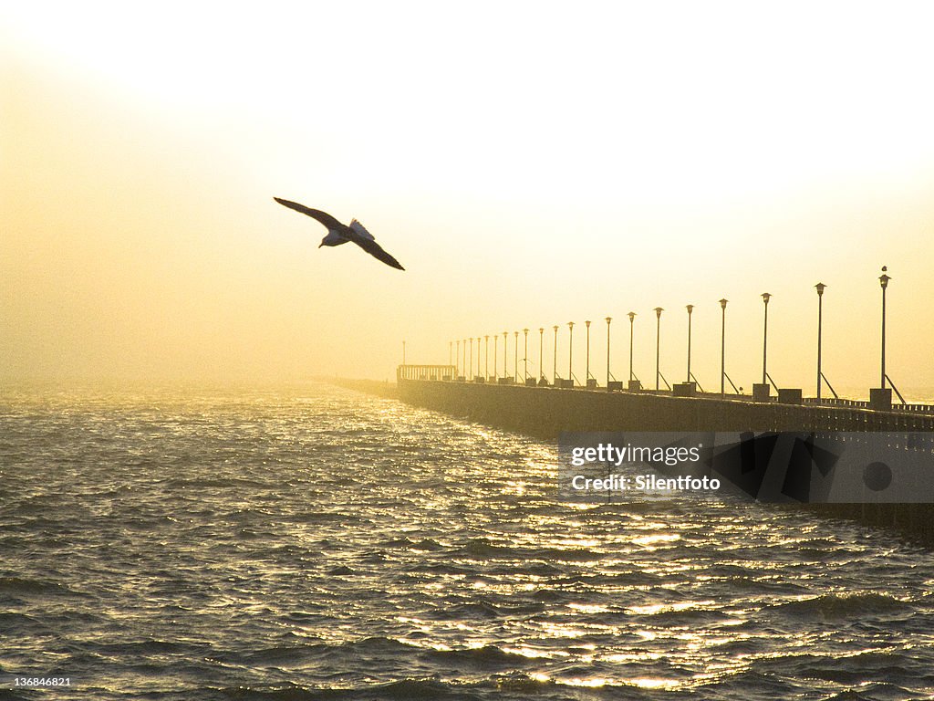 Seagull glides along hazy Berkeley pier