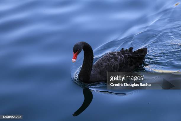ugly duckling - black swan - black swans stock pictures, royalty-free photos & images
