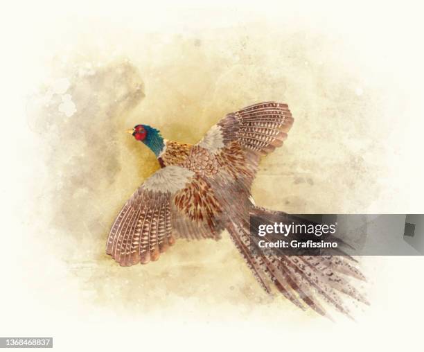 pheasant flying watercolor painting - pheasant stock illustrations