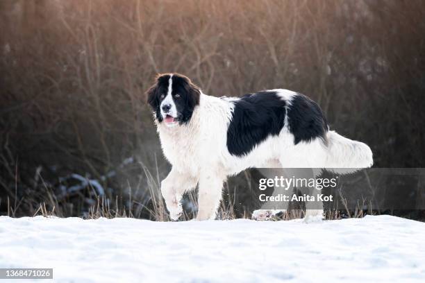 a landseer dog walks in the snow - newfoundlandshund bildbanksfoton och bilder
