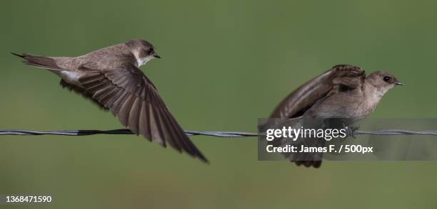 coming and going,two birds perching on cable - riparia riparia stock pictures, royalty-free photos & images