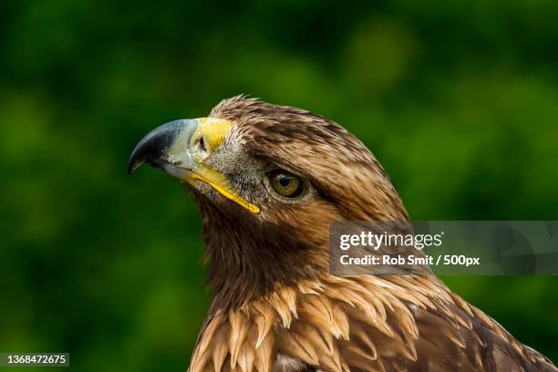 birds of prey,close-up of golden eagle - golden eagle stock pictures, royalty-free photos & images