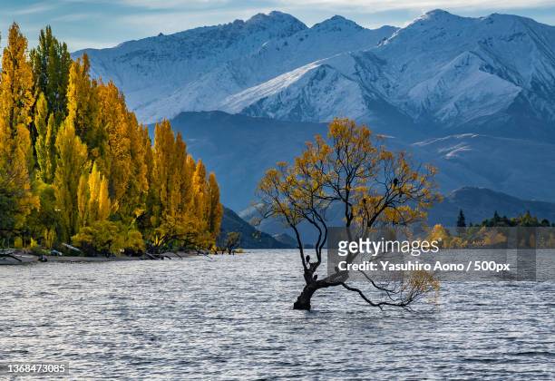 tree in the lake,scenic view of lake by snowcapped mountains against sky,wanaka,new zealand - new zealand yellow stock-fotos und bilder