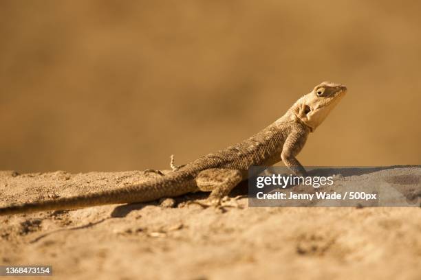 warming up,close-up of lizard on rock,serrekunda,banjul,gambia - banjul nature stock-fotos und bilder