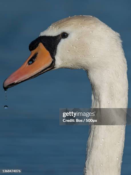 swan,close-up of mute swan swimming in lake,amsterdamse waterleidingduinen ingang zandvoortselaan,netherlands - ingang fotografías e imágenes de stock