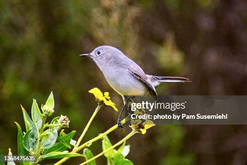 Gnatcatcher Stock Photos and Pictures - 764 Images