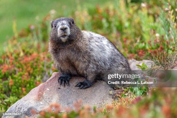 hi there! - marmot stock pictures, royalty-free photos & images