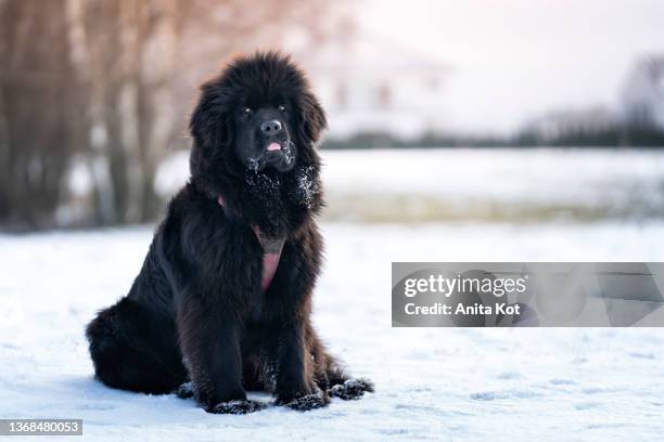 perched newfoundland dog - newfoundland fotografías e imágenes de stock