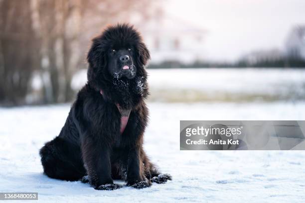 perched newfoundland dog - newfoundland dog stock pictures, royalty-free photos & images