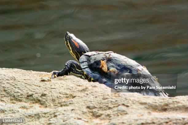 Red Ear Turtle Shell Red Eared Slider Turtle Photos and Premium High Res Pictures - Getty Images