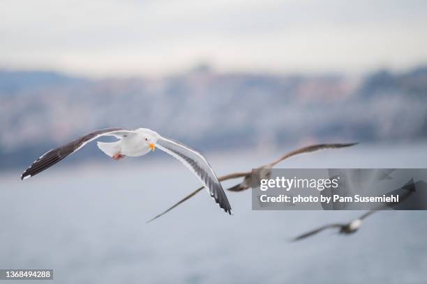 three gulls flying over pacific ocean with california coastline in background - gaviota de california fotografías e imágenes de stock