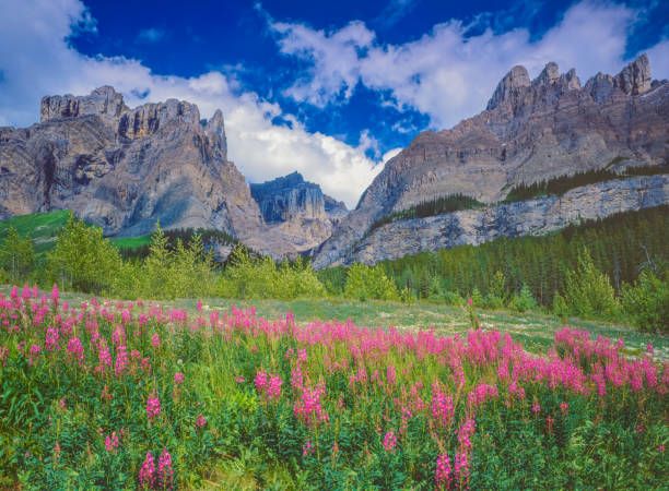 Color Do Springtime 5,695 Springtime In Colorado Stock Photos, High-Res Pictures, and ...