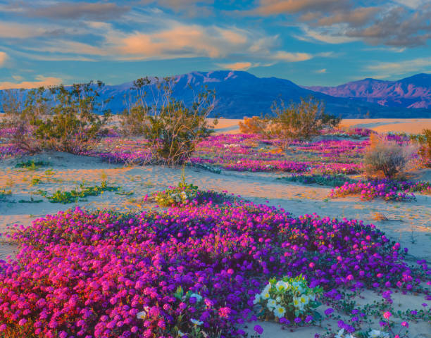 Spring In Desert 1,679 Sonoran Desert Flowers Stock Photos, High-Res Pictures, and ...
