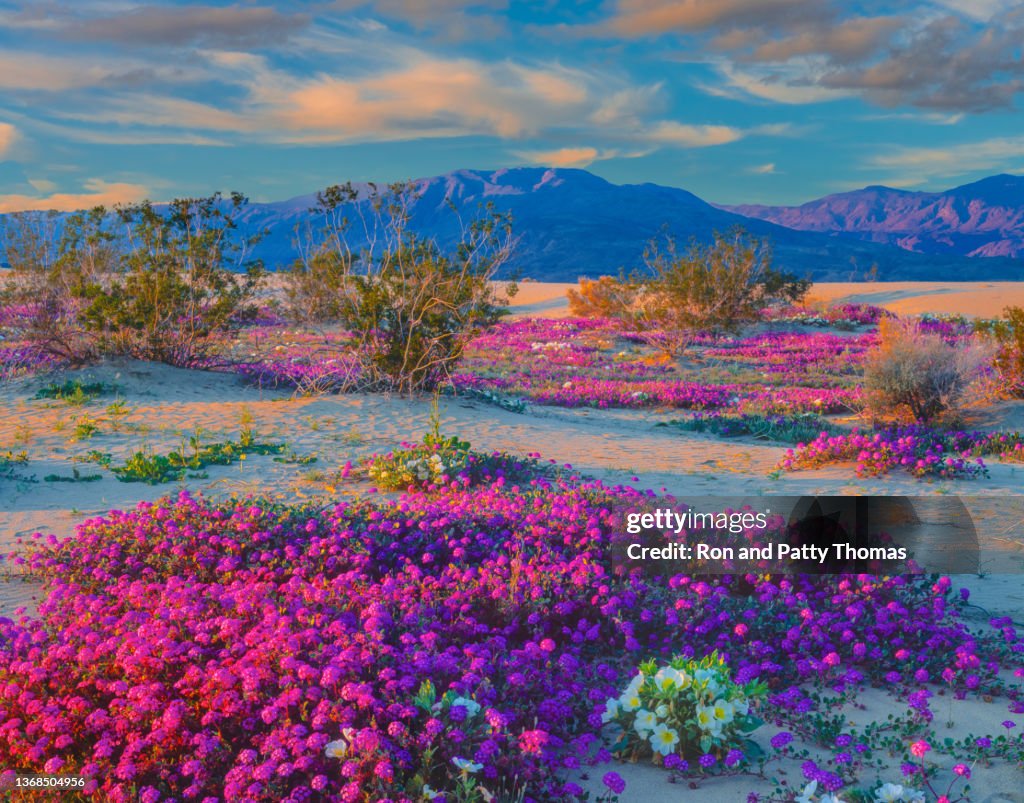 Primavera no Parque Estadual Anza Borrego, CA