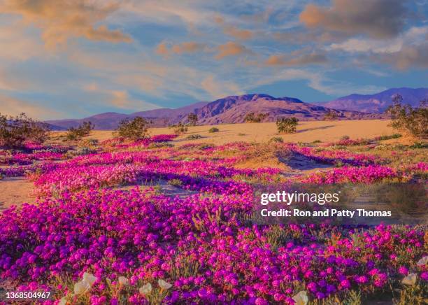 spring desert wildflowers in anza borrego desert state park, ca - spring wildflower stock pictures, royalty-free photos & images