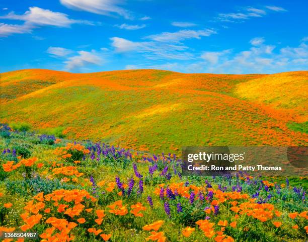 fiori selvatici ai piedi della california - fiore di campo foto e immagini stock