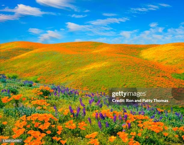 flor selvagem nos sopés da califórnia - california golden poppy - fotografias e filmes do acervo