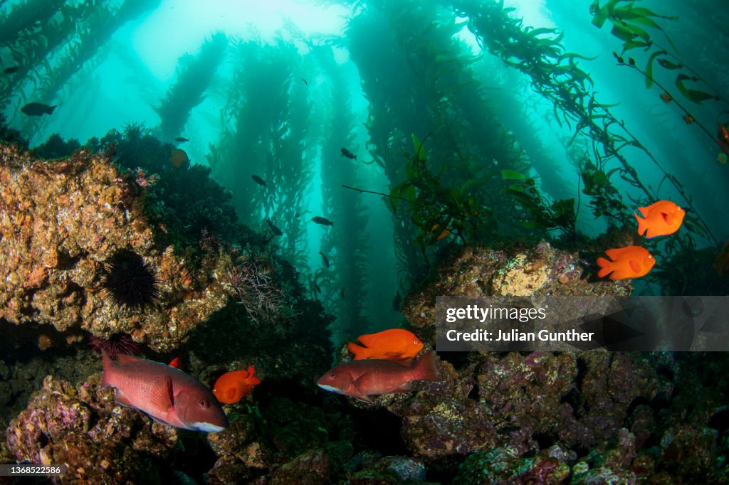Kelp forest off Santa Barbara Island, California