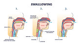 Swallowing process explanation with anatomical principle outline diagram