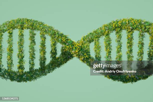 green dna - dna molecule stock-fotos und bilder