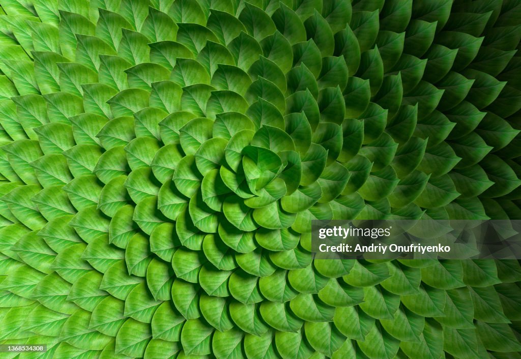 Leaves pattern