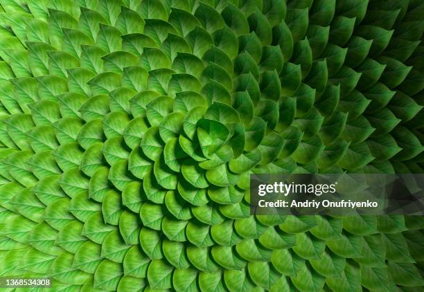 leaves pattern - natura fotografías e imágenes de stock