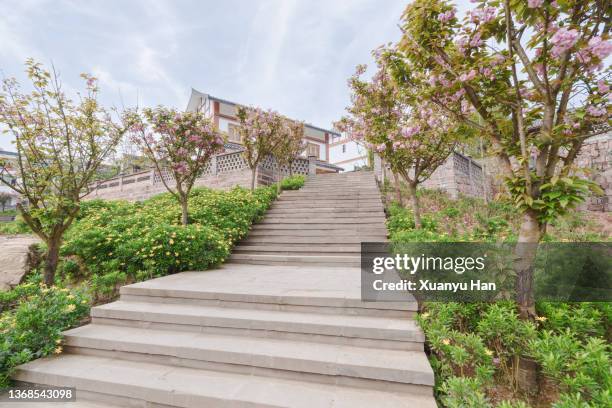 spring scenery with peach blossoms in full bloom - peach tranquility stock pictures, royalty-free photos & images