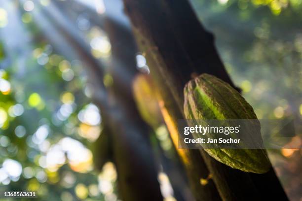 Cacao pod is seen growing on a cacao tree in a traditional mixed cropping plantation on November 6, 2021 near Xochistlahuaca, Mexico. The cacao tree...