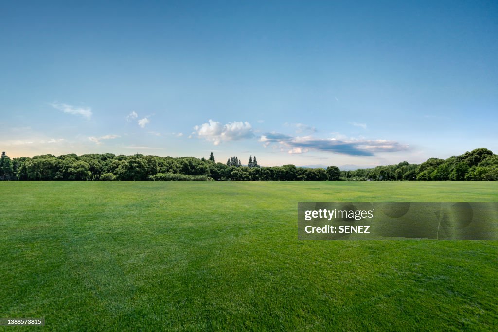 Grassland sky and grass background in a park