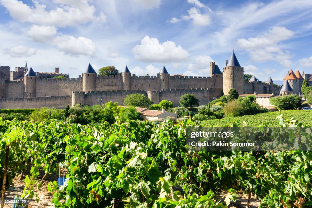 Rows of vine grapes in champagne vineyards on a sunny day in Toulouse, France.