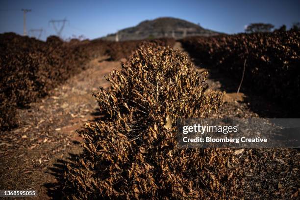 frost damaged coffee plants in a field - dead plant stock pictures, royalty-free photos & images