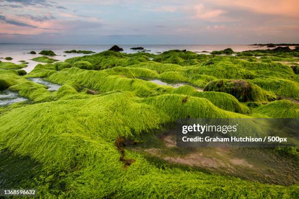 green rocks,scenic view of sea against sky during sunset,fife,united kingdom,uk - moss stock pictures, royalty-free photos & images