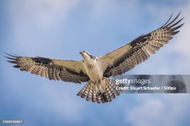 osprey wingspan,low angle view of osprey of prey flying against sky,pensacola beach,florida,united states,usa - osprey stock pictures, royalty-free photos & images