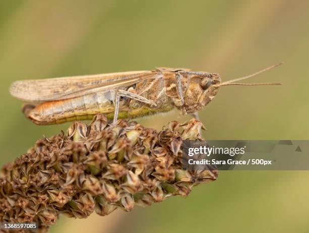 Utitod Insect Ossett United Photos and Premium High Res Pictures - Getty Images