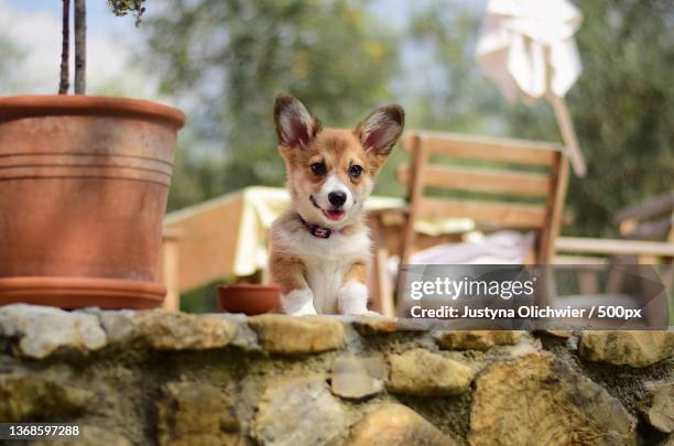 portrait of pembroke welsh corgi sitting on retaining wall - pembroke welsh corgi puppy foto e immagini stock