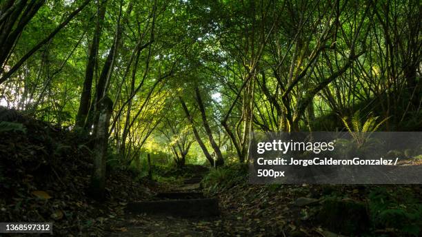 eifonsos natural path,trees growing in forest,vigo,pontevedra,spain - woods fotografías e imágenes de stock