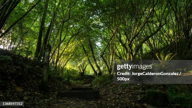 eifonsos natural path,trees growing in forest,vigo,pontevedra,spain - pontevedra province ストックフォトと画像